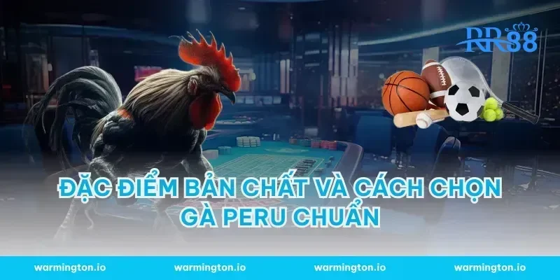 Đặc điểm bản chất và cách chọn gà Peru chuẩn